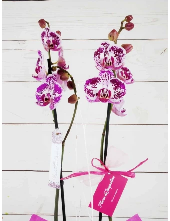 orquídea 3 tallos fucsia 70m