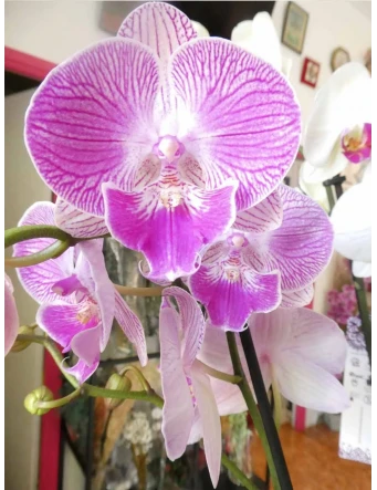 orquídea blanca de 2 tallos 70cm