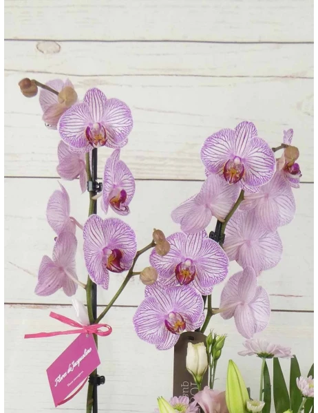 orquídea blanca de 2 tallos 70cm
